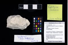 Foto (Objekt + Etikett) von Cyclothyreus cardiacus (Schweitzer & Feldmann, 2009)  (NHMW-GEO-2017-0089-0026)